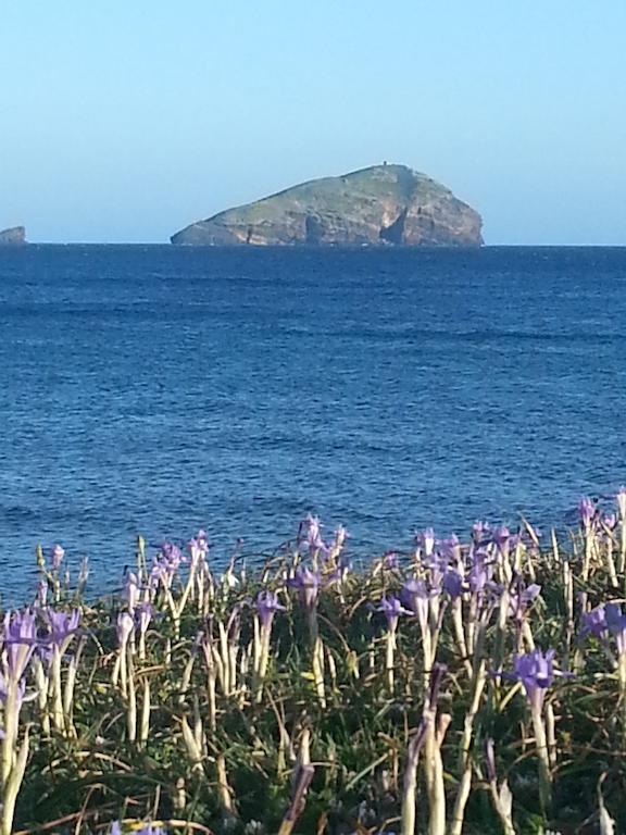 L'agave Sant'Antioco